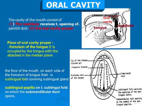 82 ORAL CAVITY - YouTube