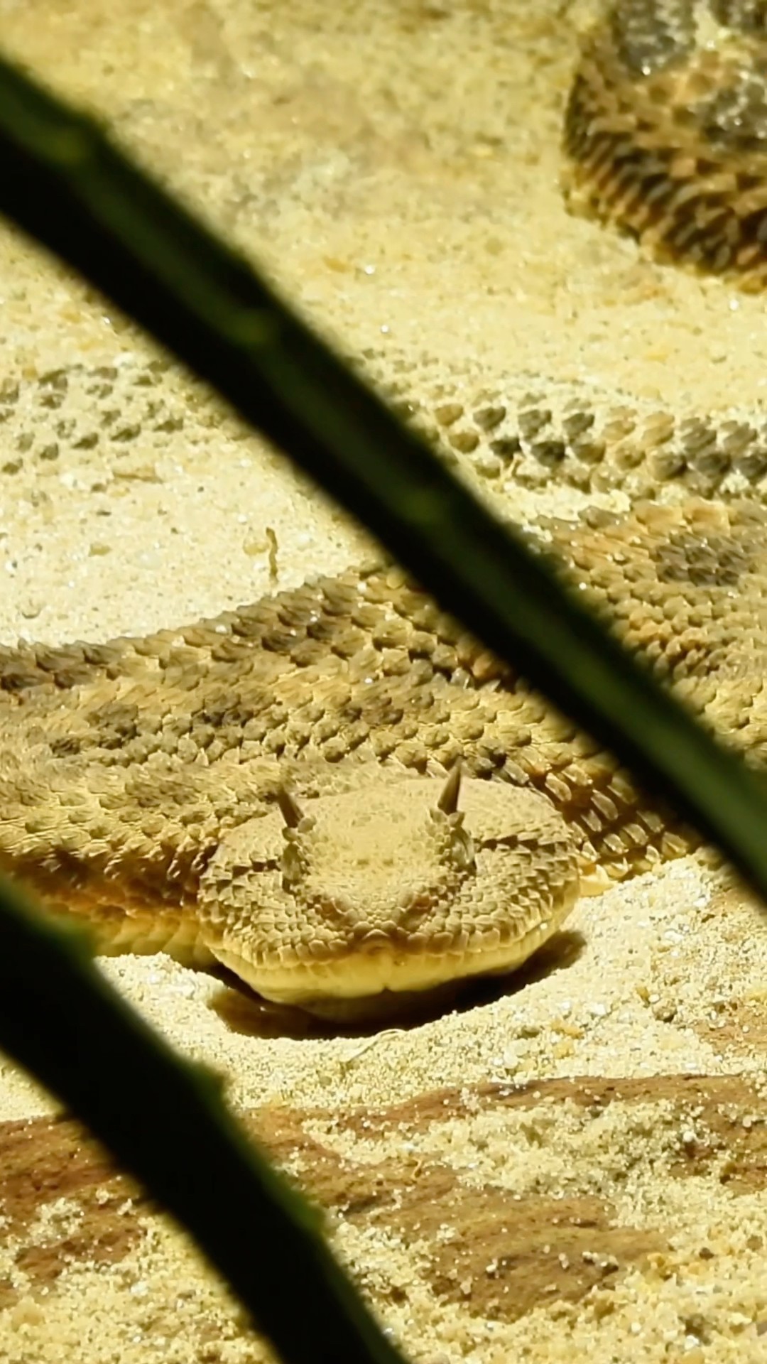Impressive Snake