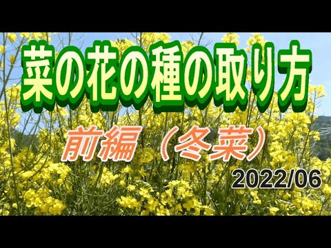 菜の花の種の取り方 刈り取りから日陰干しまで 前編 Youtube