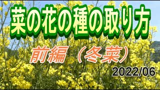 菜の花の種の取り方 刈り取りから日陰干しまで 前編 Youtube