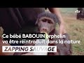 Ce bébé babouin orphelin va être réintroduit dans la nature - ZAPPING SAUVAGE