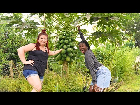 How He Built Rich Soil from Florida Sand in Just 2 Years 🌱🔥