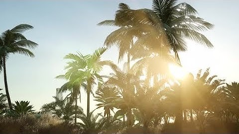 Sunset Beams Through Palm Trees | Motion Graphics - Videohive template