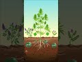 Green Allies: Using Cover Crops in Cannabis Cultivation
