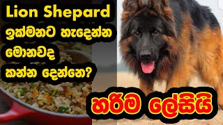 How To Make Fast Growing Dog Food At Home - Specially For Lion Shepards