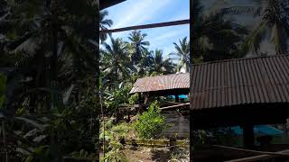 Pohon kelapa tumbang