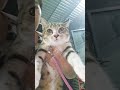 #tanh bành té bẹ rồi#sam #mèocon #cat