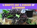 5 Benefits and 5 Dangers Of Elderberry