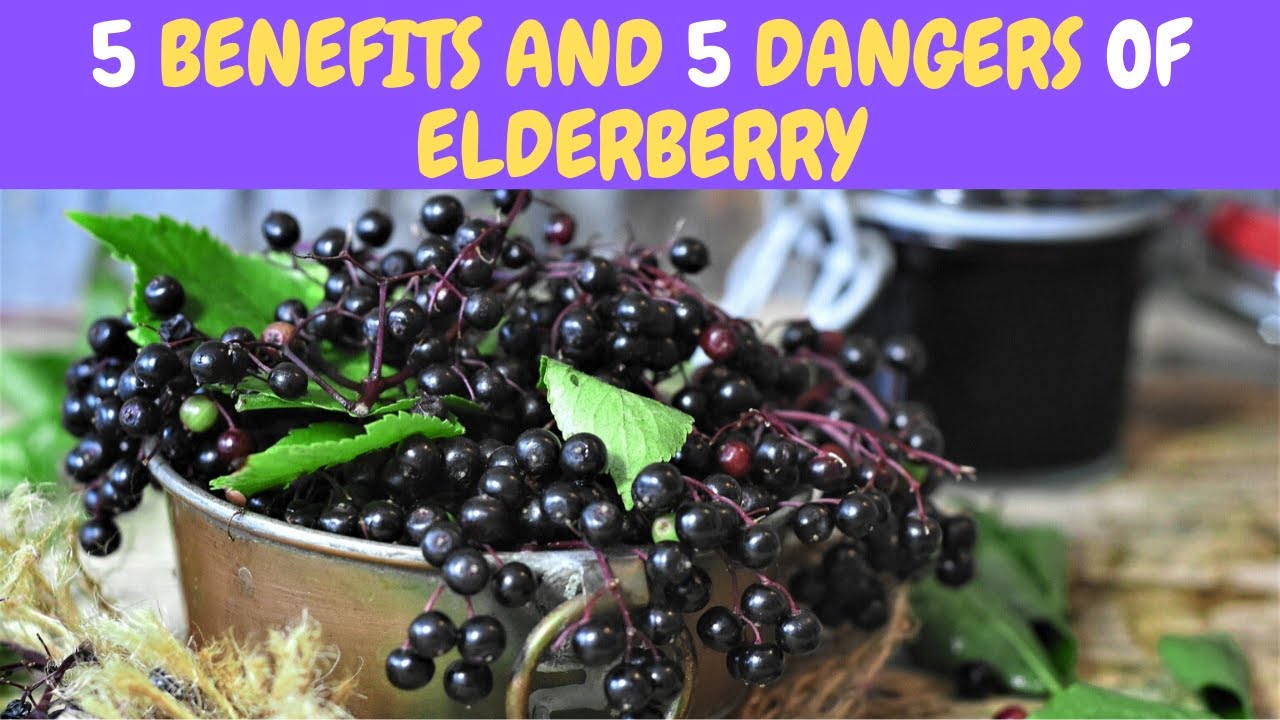 5 Benefits And 5 Dangers Of Elderberry