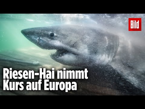 Video: Wann wurde der Heringshai entdeckt?