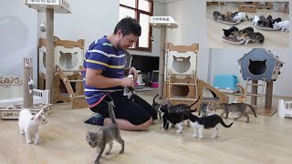 I've rescued so many cats and kittens that I can't count the number anymore. Rescue Story