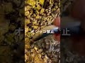 堤防でオシッコしたら大量の小魚がうきあがる#Shorts