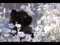 Відеовірш. М.Вінграновський. &quot;Іде кіт через лід&quot;. Автор: Кугенєва Тетяна
