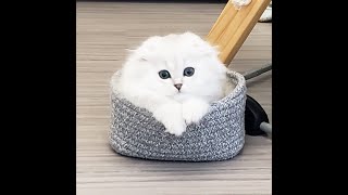 Bianca Scottish Fold Longhair Silver Shaded Cat
