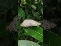 Beautiful Grey Pansy Sun basking At Panchavati #watch #nature #butterfly #KTR #PBP #westernghats