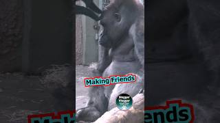 Making Friends Is Like #friends #silverback #monkey