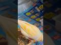 Shortsvideo Birds Pets Canaries Shortsvideo Birds Pets Canaries