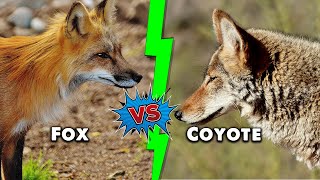 Fox vs Coyote - The 5 Key Differences Explained