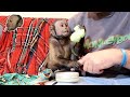 Monkey EXCITED For Silly Putty!