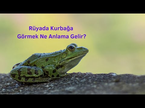 Video: Kurbağalar Neden Rüya Görür?