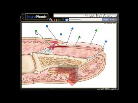 anatomie d&rsquo;un ongle, la cuticule, lit de l&rsquo;ongle, ongle, hyponychium, matrice de l&rsquo;ongle,