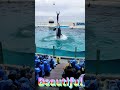 ララちゃんのリフト超パワフル~🥰 #Shorts #鴨川シーワールド #鴨シー #kamogawaseaworld #killerwhale #orca #シャチ
