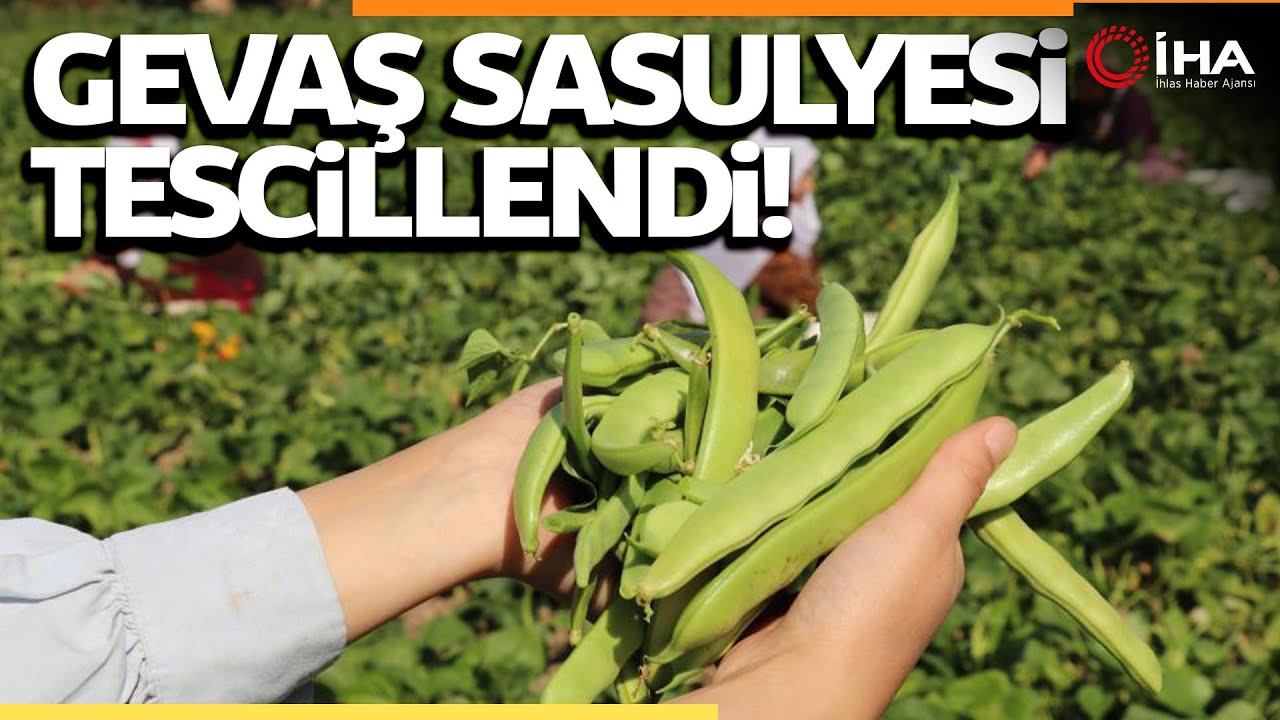 Van’ın ‘Gevaş Fasulyesi’ Tescillendi