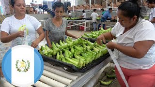 La Exportadora más moderna de Plátanos de Guatemala