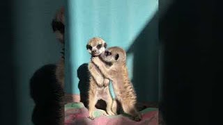 Miniature Meerkat Babies || ViralHog