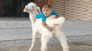 Reward for CUTIS to help dad take care of goats