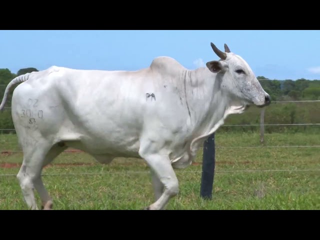 LOTE 32   3060 3243 3248 mp4