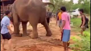 Eii, watch how an elephant in labour angrily beats his master