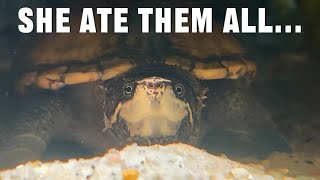 meet my musk turtle!!