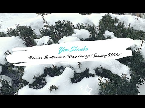 Yew Shrubs // Winter maintenance