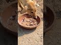 dog rescue | dog rescued in karachi | animal rescue | save a dog's life