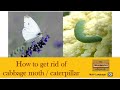 How to stop cabbage moths before they lay their eggs. Safer no spray method.