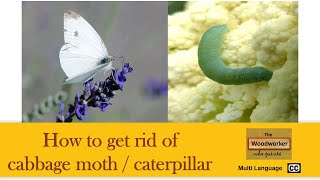 How to stop cabbage moths before they lay their eggs. Safer no spray method.