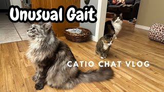 Cats Camels and Giraffes? Catio Chat Vlog #pets #animals #catvideo #cats #catlover