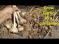 How to grow Garlic / lehsun in a container on terrace. लहसुन कैसे उगाएं,  ਲਸਣ ਉਗਾਉ ! لہسن اگائیں