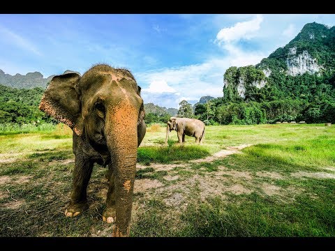 Elephant Hills - Thailand’s First Luxury Tented Camps - Full experience movie