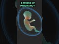 8 WEEKS OF PREGNANCY| AMAZING DEVELOPMENT OF EMBRYO#shortsfeed #mother #motherhood #shorts #ytshorts