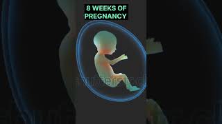 8 WEEKS OF PREGNANCY| AMAZING DEVELOPMENT OF EMBRYO#shortsfeed #mother #motherhood #shorts #ytshorts