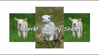 Lamb/Baby Sheep -  Adorable Animal Babies 