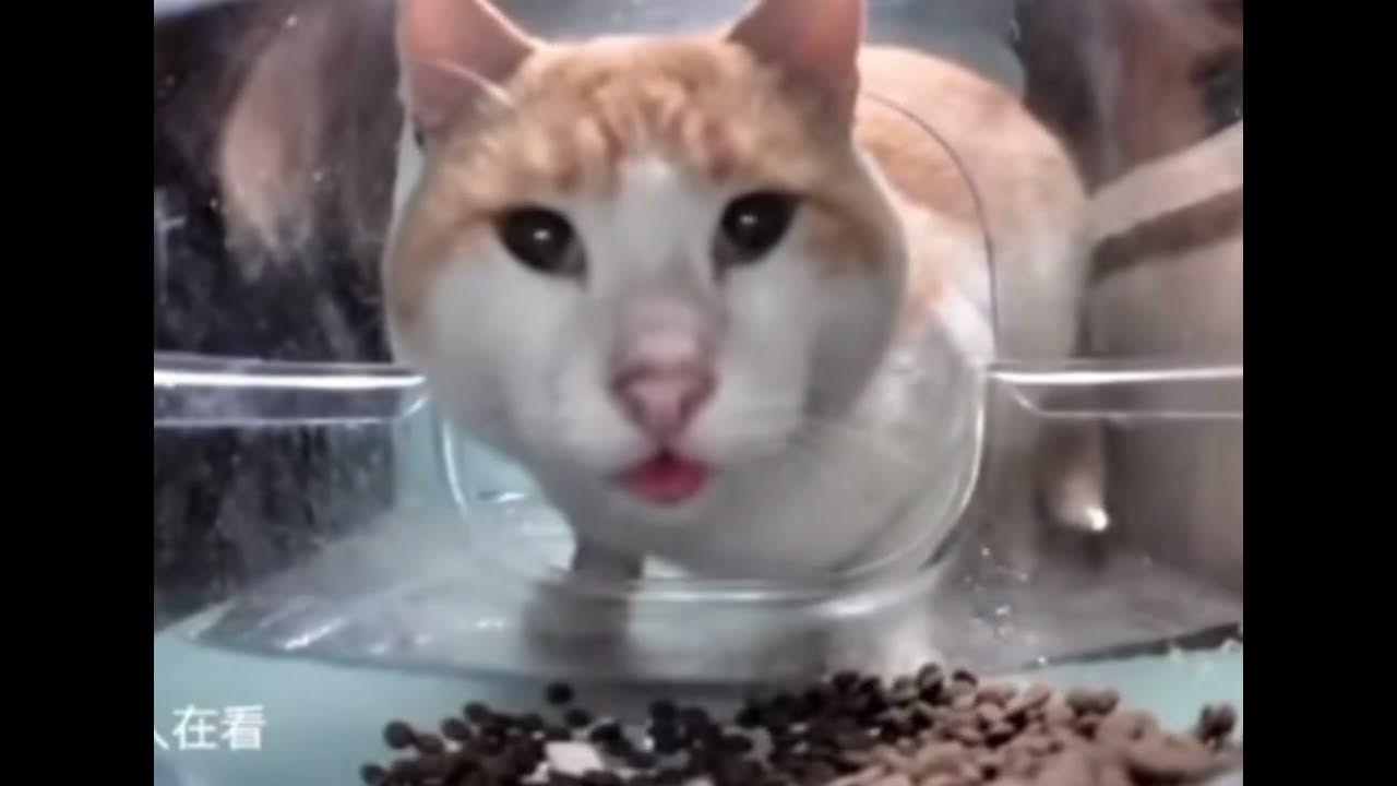 Feed me cat. Feed me cat