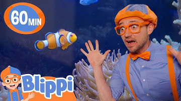 Blippi Discovers the Nemo Fish! Marine Life 🌊🐟🐙 | Learning Videos | Moonbug Kids After School