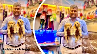 GOLDEN RETRIVER MALE AND FEMALE | GOLDEN FURRY QWAILTY DOG | GOLDEN RETRIVER KANPUR | by SALONI PET SHOP KANPUR 168 views 1 month ago 5 minutes, 30 seconds