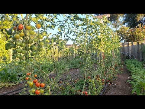 Video: Kami Membuat Teralis Untuk Timun Dan Tomato