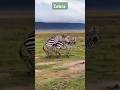 Zebra Mating Wild Zebra Meeting Matting Shorts Zebra Mating Wild Zebra Meeting Matting Shorts