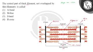 The central part of thick filament, not overlapped by \[ \text { Page no. - } 220 \] thin filame....