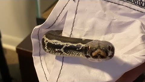 Sumatran Short-Tailed Python Introduction